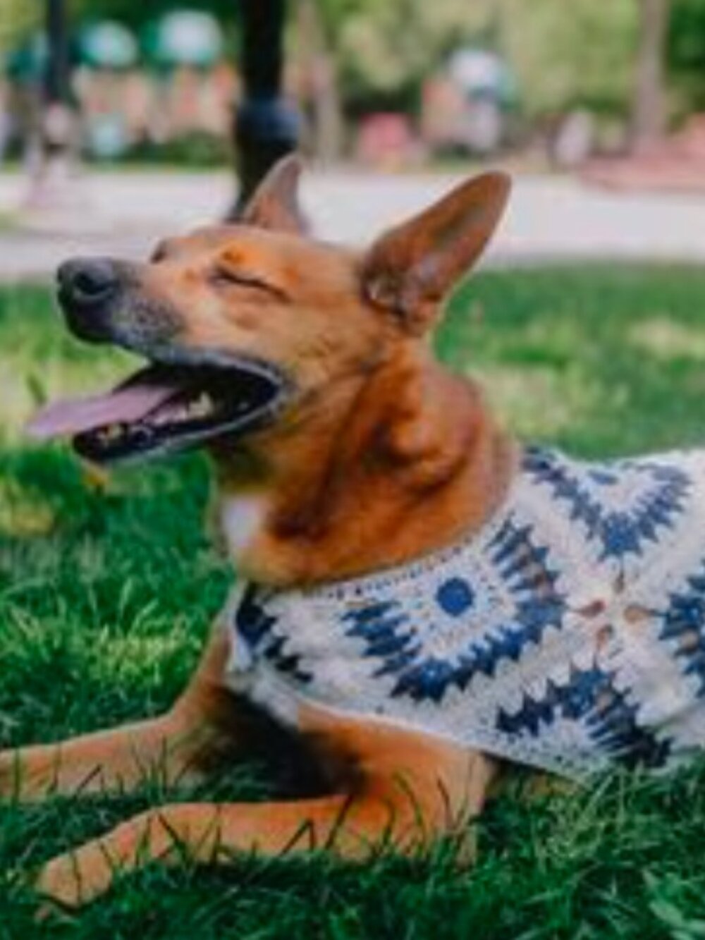 PETS: DOG CROCHET SHIRT - BLUE DIAMONDS - Picture 5 of 16